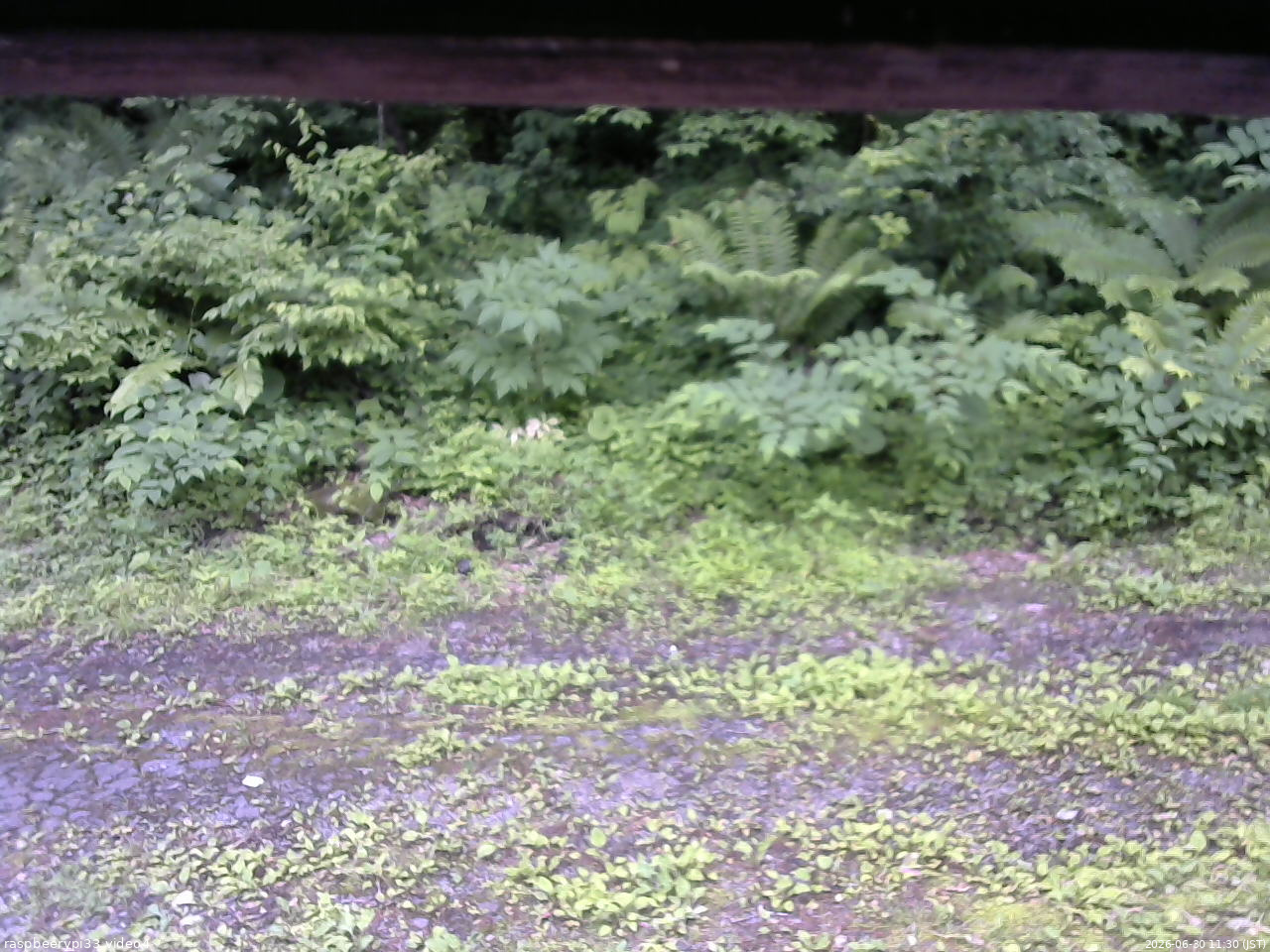 長野県菅平高原 ゆたか山荘 東側(坂下) 2026/06/30 11:30