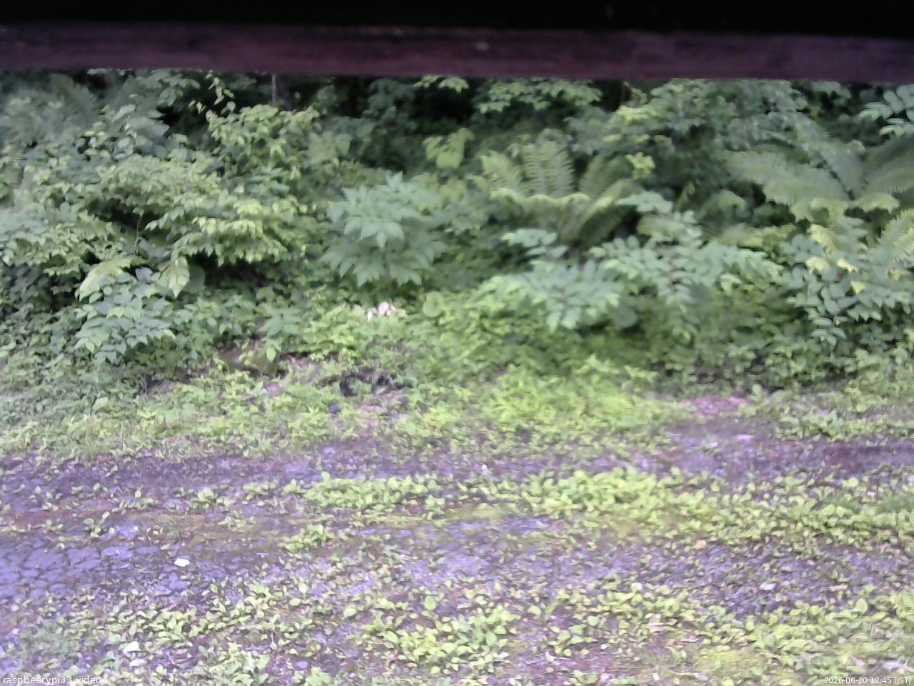 長野県菅平高原 ゆたか山荘 東側(坂下) 2026/06/30 12:45