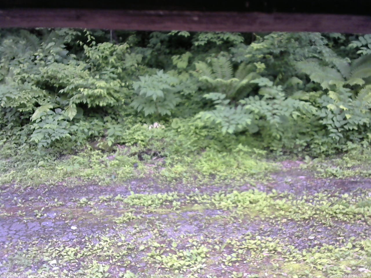 長野県菅平高原 ゆたか山荘 東側(坂下) 2026/06/30 13:15