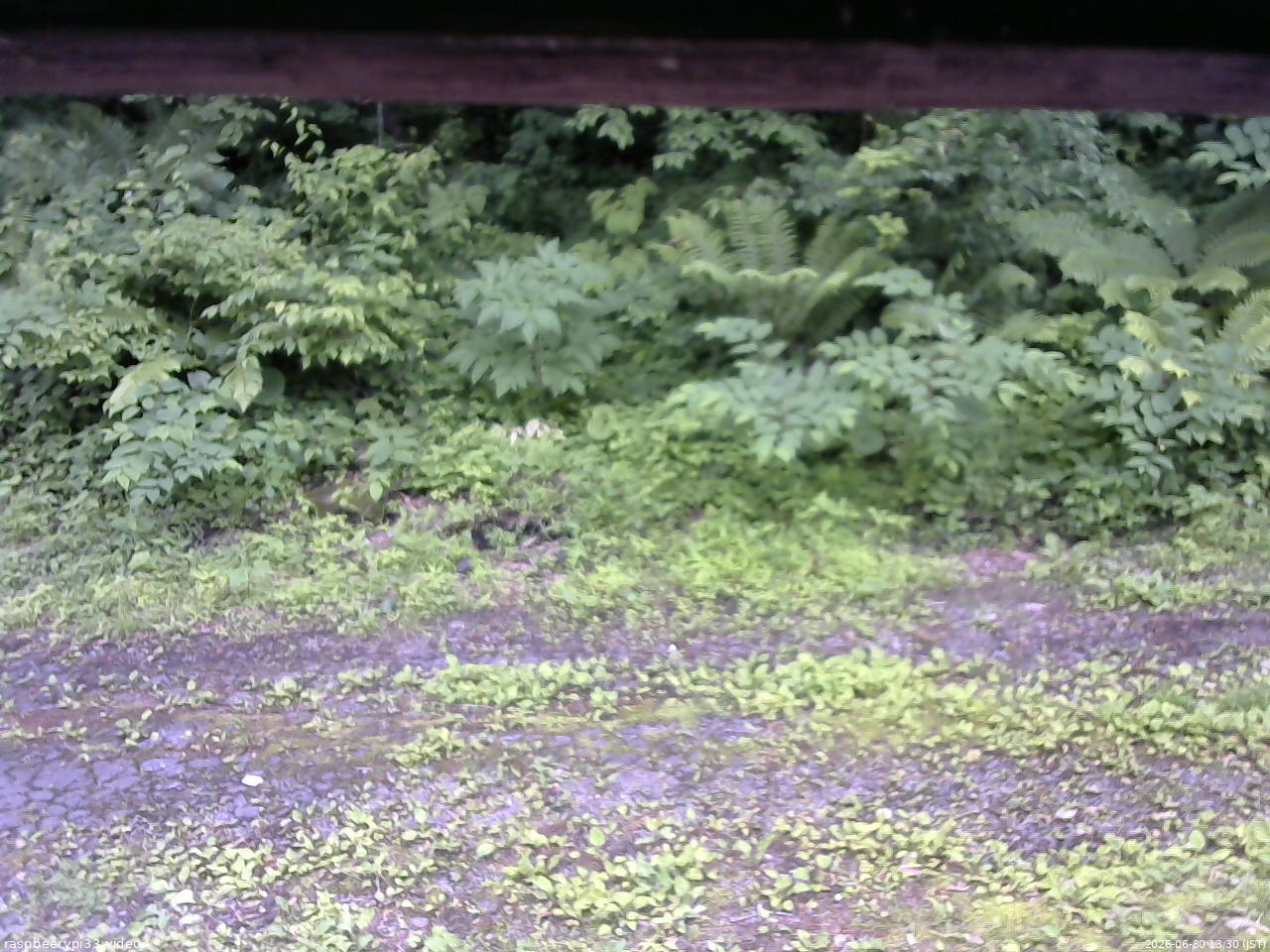 長野県菅平高原 ゆたか山荘 東側(坂下) 2026/06/30 13:30