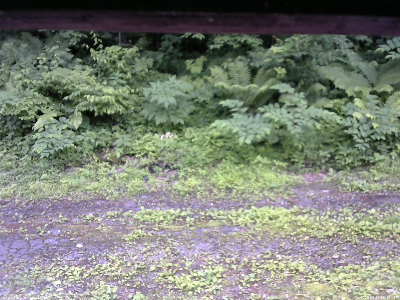 長野県菅平高原 ゆたか山荘 東側(坂下) 2026/06/30 13:45