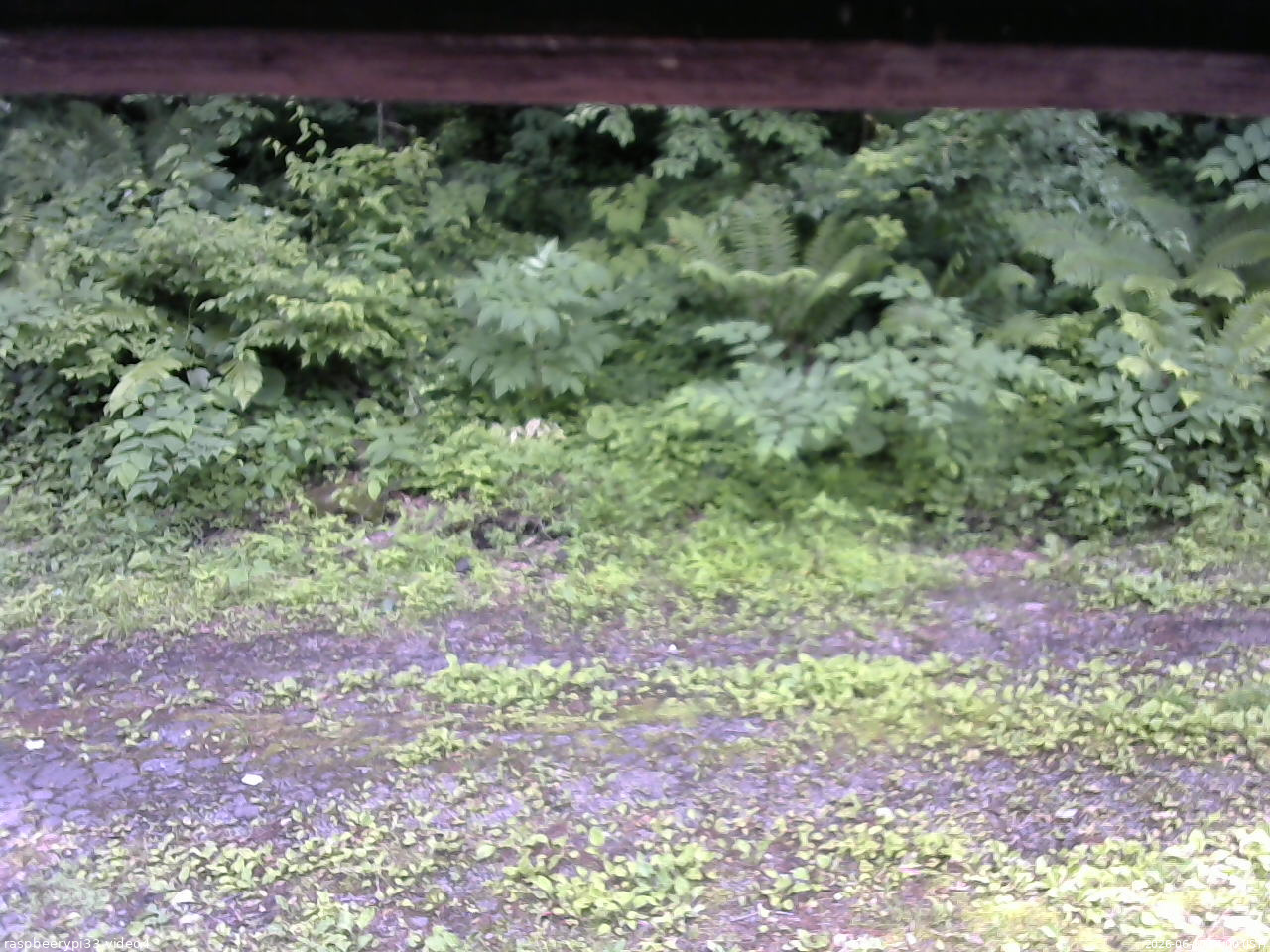 長野県菅平高原 ゆたか山荘 東側(坂下) 2026/06/30 14:00