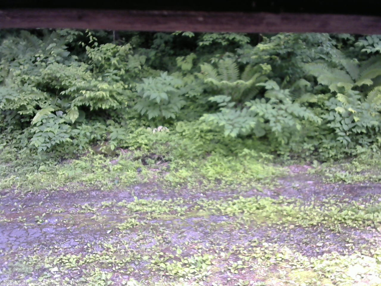 長野県菅平高原 ゆたか山荘 東側(坂下) 2026/06/30 14:15