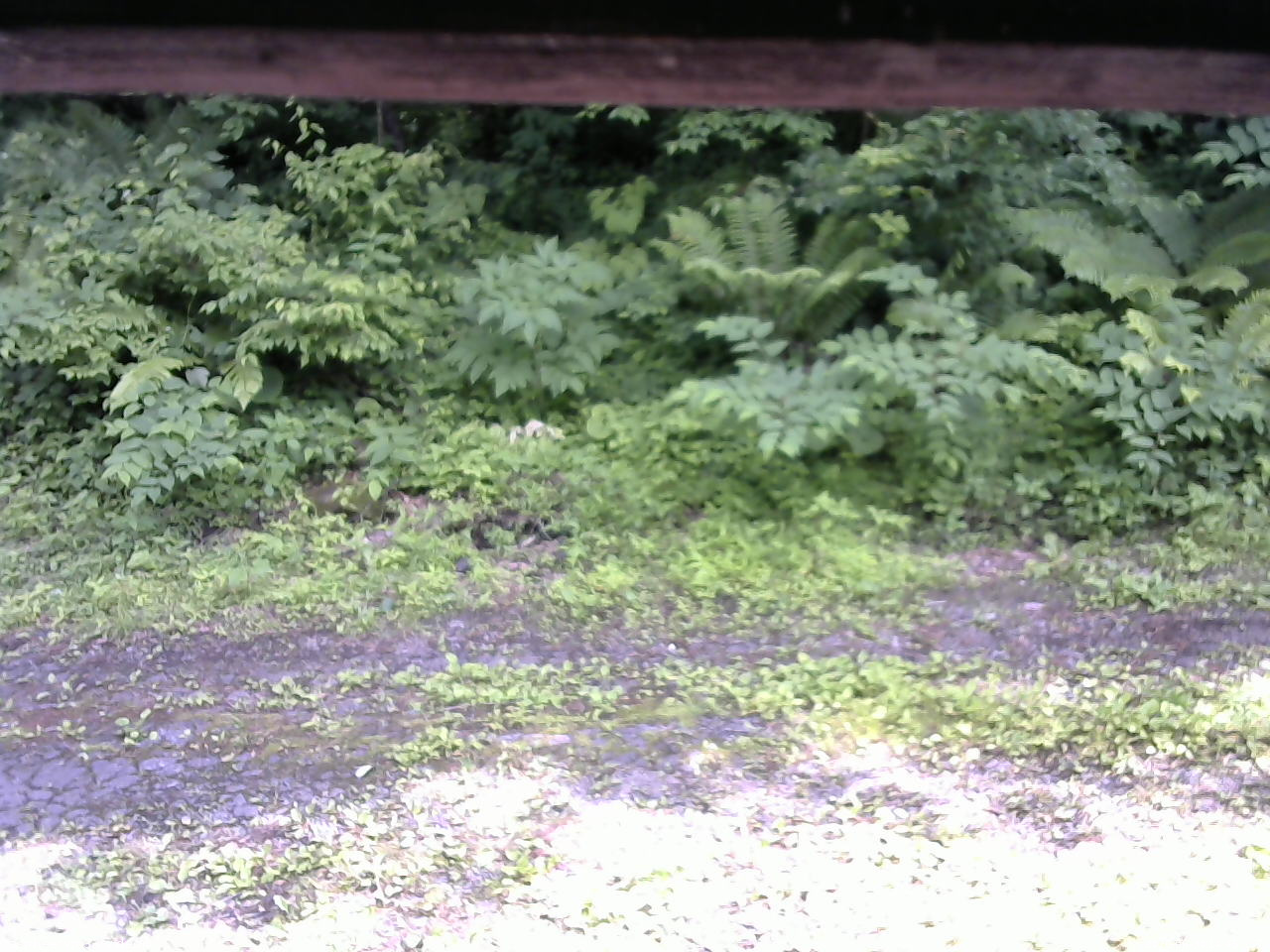 長野県菅平高原 ゆたか山荘 東側(坂下) 2026/06/30 14:45