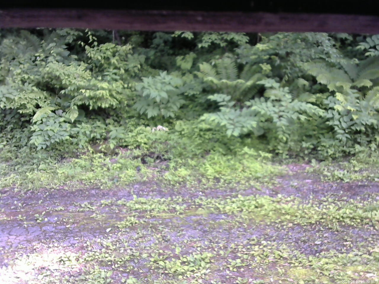 長野県菅平高原 ゆたか山荘 東側(坂下) 2026/06/30 15:30