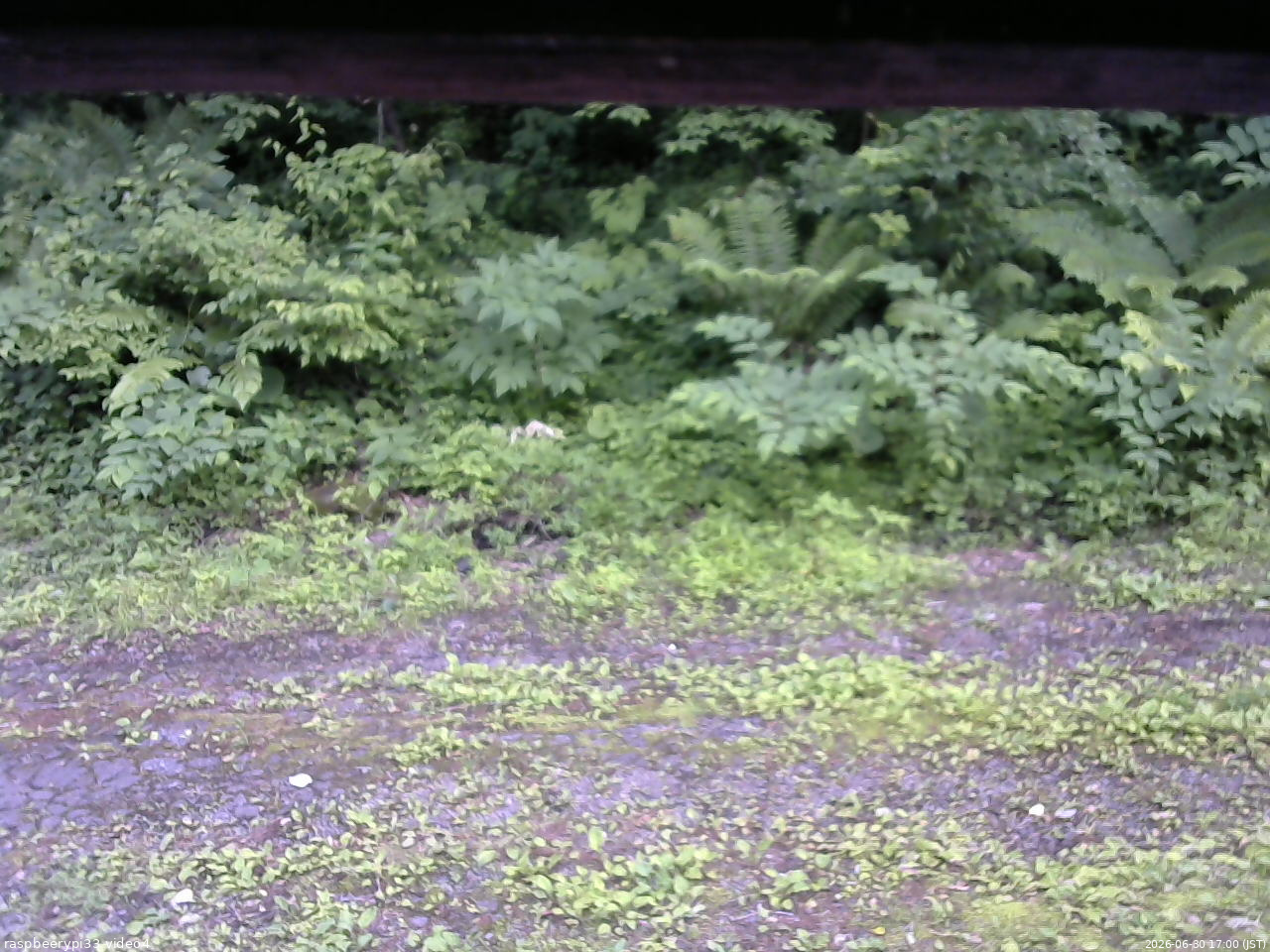 長野県菅平高原 ゆたか山荘 東側(坂下) 2026/06/30 17:00