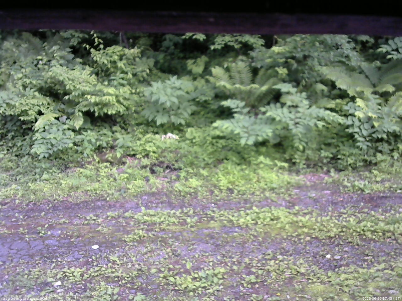 長野県菅平高原 ゆたか山荘 東側(坂下) 2026/06/30 17:45