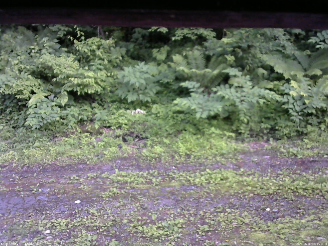長野県菅平高原 ゆたか山荘 東側(坂下) 2026/06/30 18:15