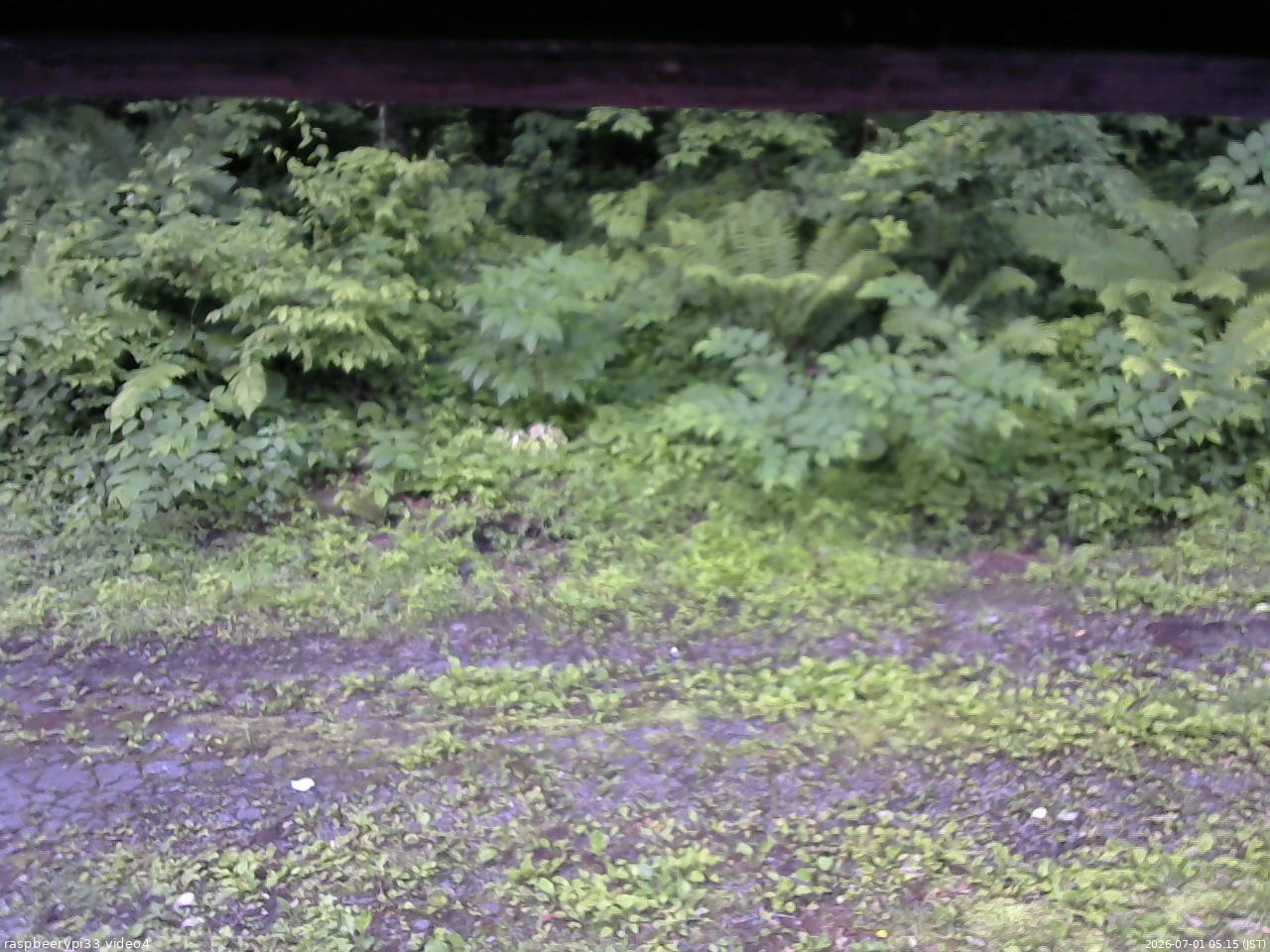 長野県菅平高原 ゆたか山荘 東側(坂下) 2026/07/01 05:15