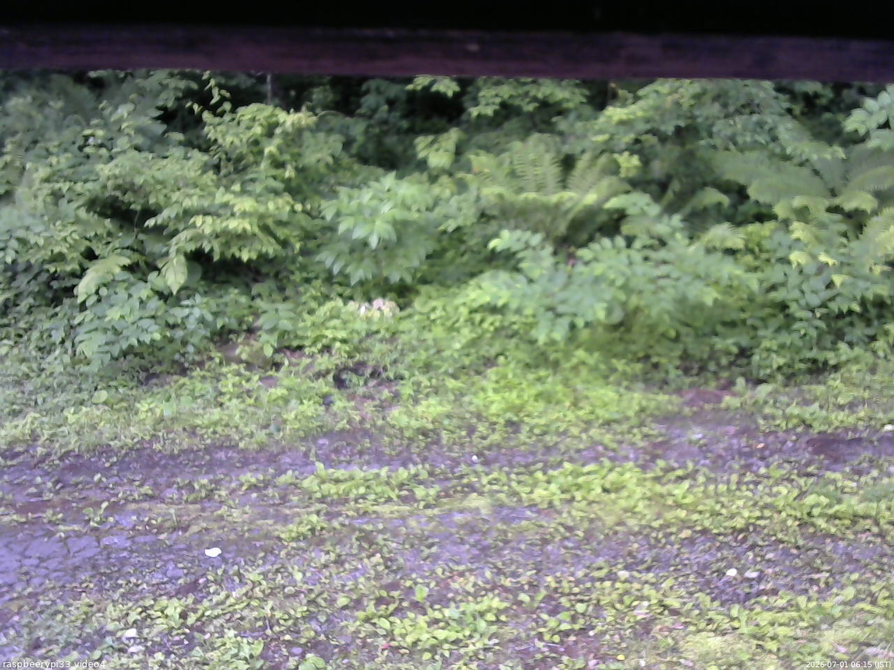 長野県菅平高原 ゆたか山荘 東側(坂下) 2026/07/01 06:15