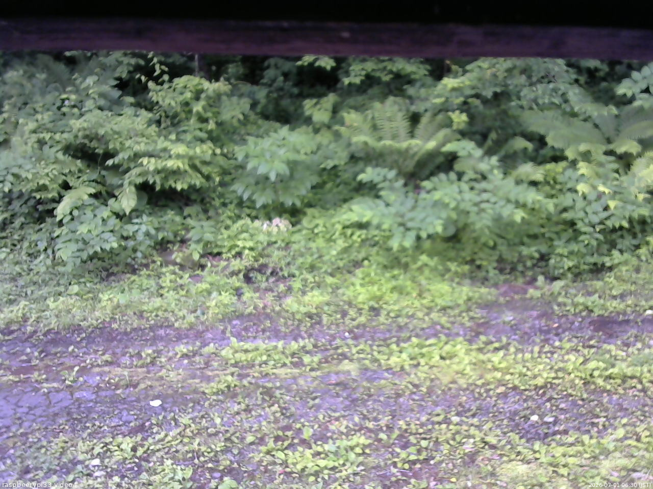 長野県菅平高原 ゆたか山荘 東側(坂下) 2026/07/01 06:30