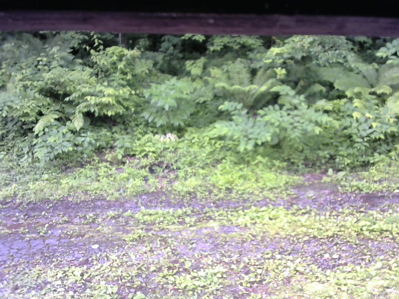 長野県菅平高原 ゆたか山荘 東側(坂下) 2026/07/01 07:00