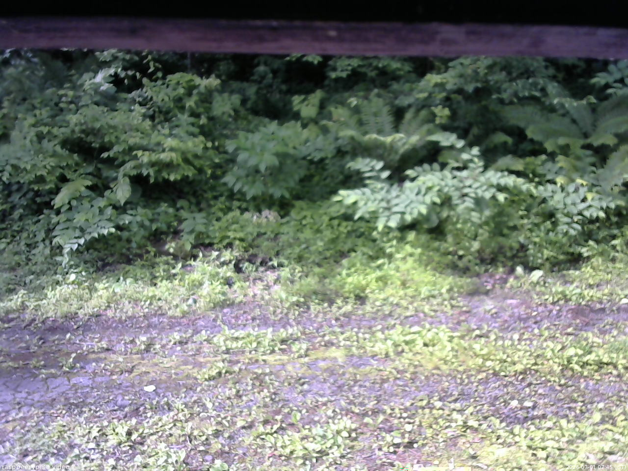 長野県菅平高原 ゆたか山荘 東側(坂下) 2026/07/01 07:45