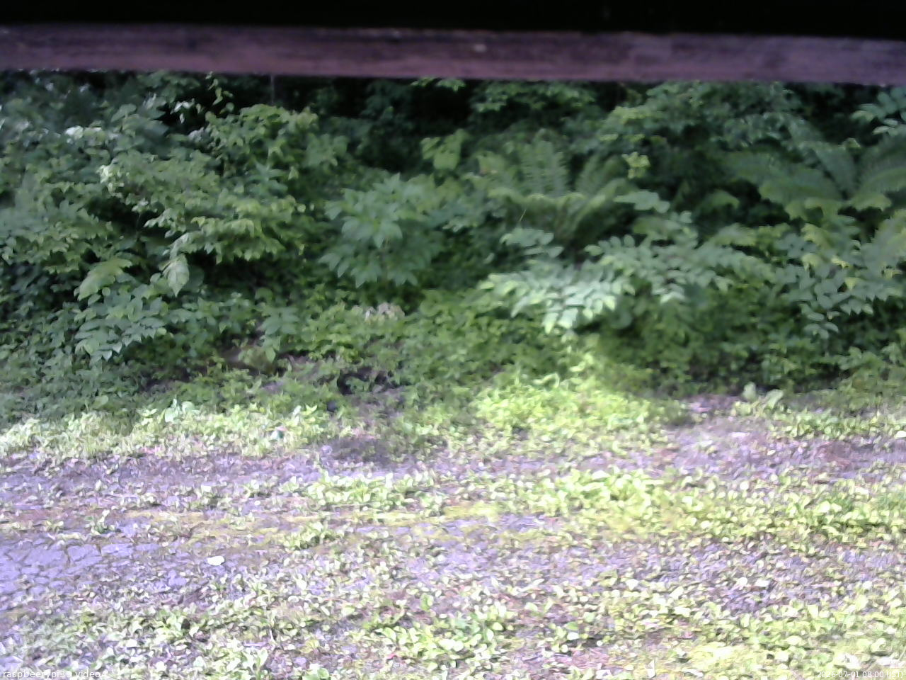 長野県菅平高原 ゆたか山荘 東側(坂下) 2026/07/01 08:00