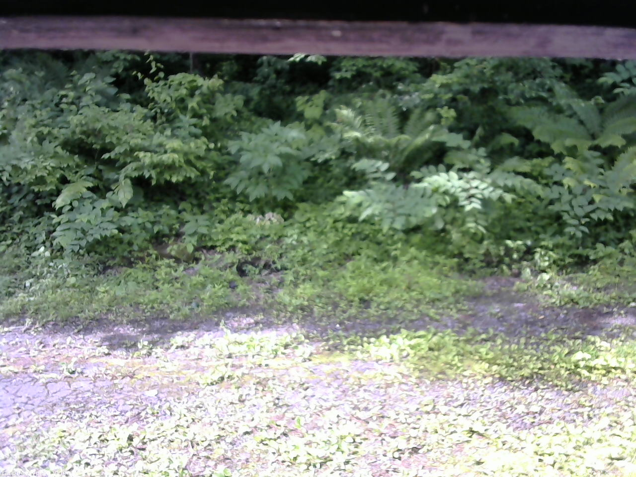 長野県菅平高原 ゆたか山荘 東側(坂下) 2026/07/01 08:30