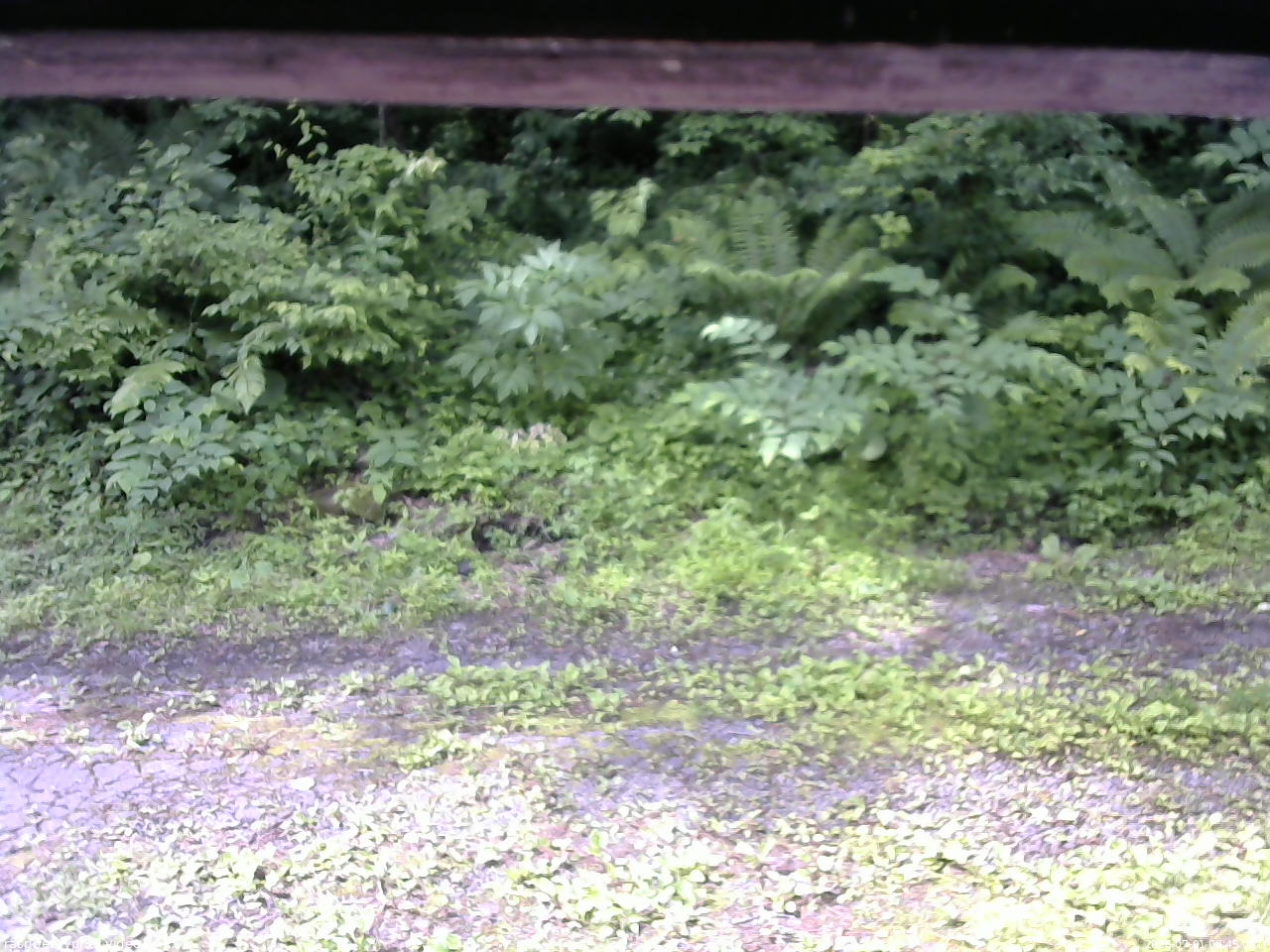 長野県菅平高原 ゆたか山荘 東側(坂下) 2026/07/01 08:45