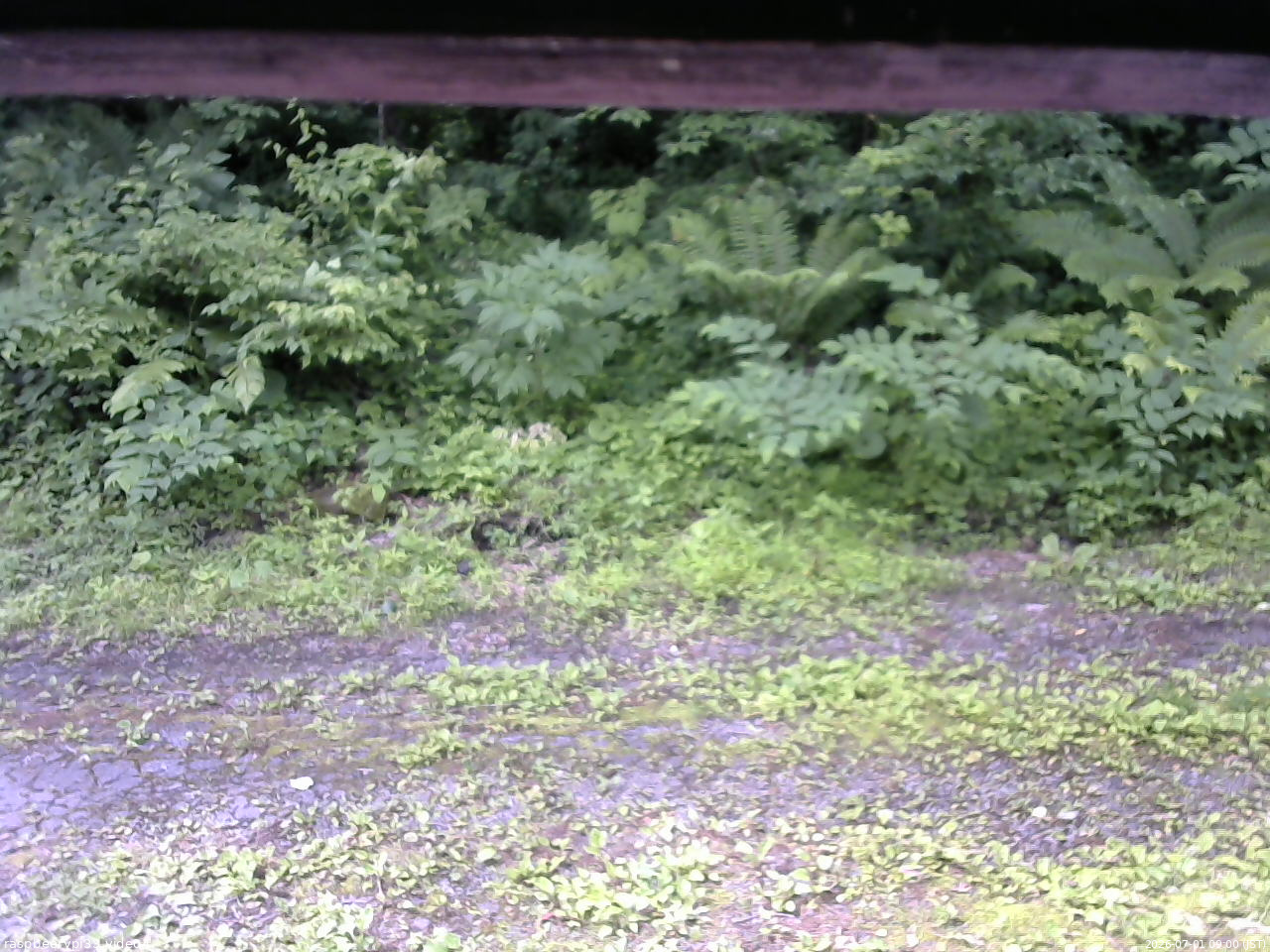 長野県菅平高原 ゆたか山荘 東側(坂下) 2026/07/01 09:00