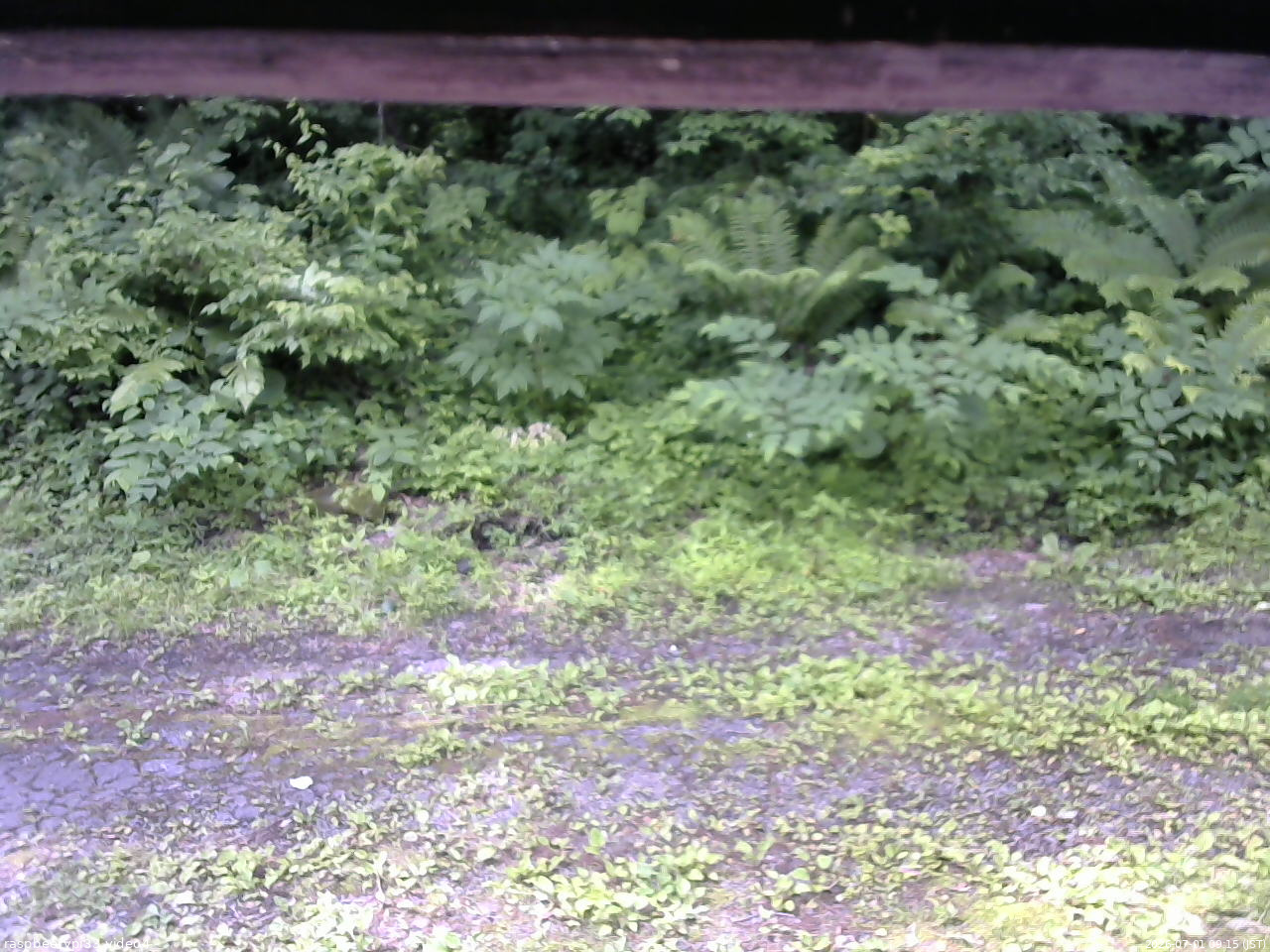 長野県菅平高原 ゆたか山荘 東側(坂下) 2026/07/01 09:15