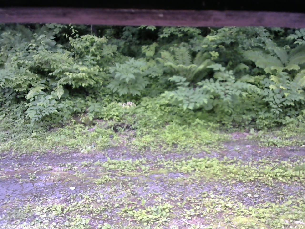 長野県菅平高原 ゆたか山荘 東側(坂下) 2026/07/01 09:30