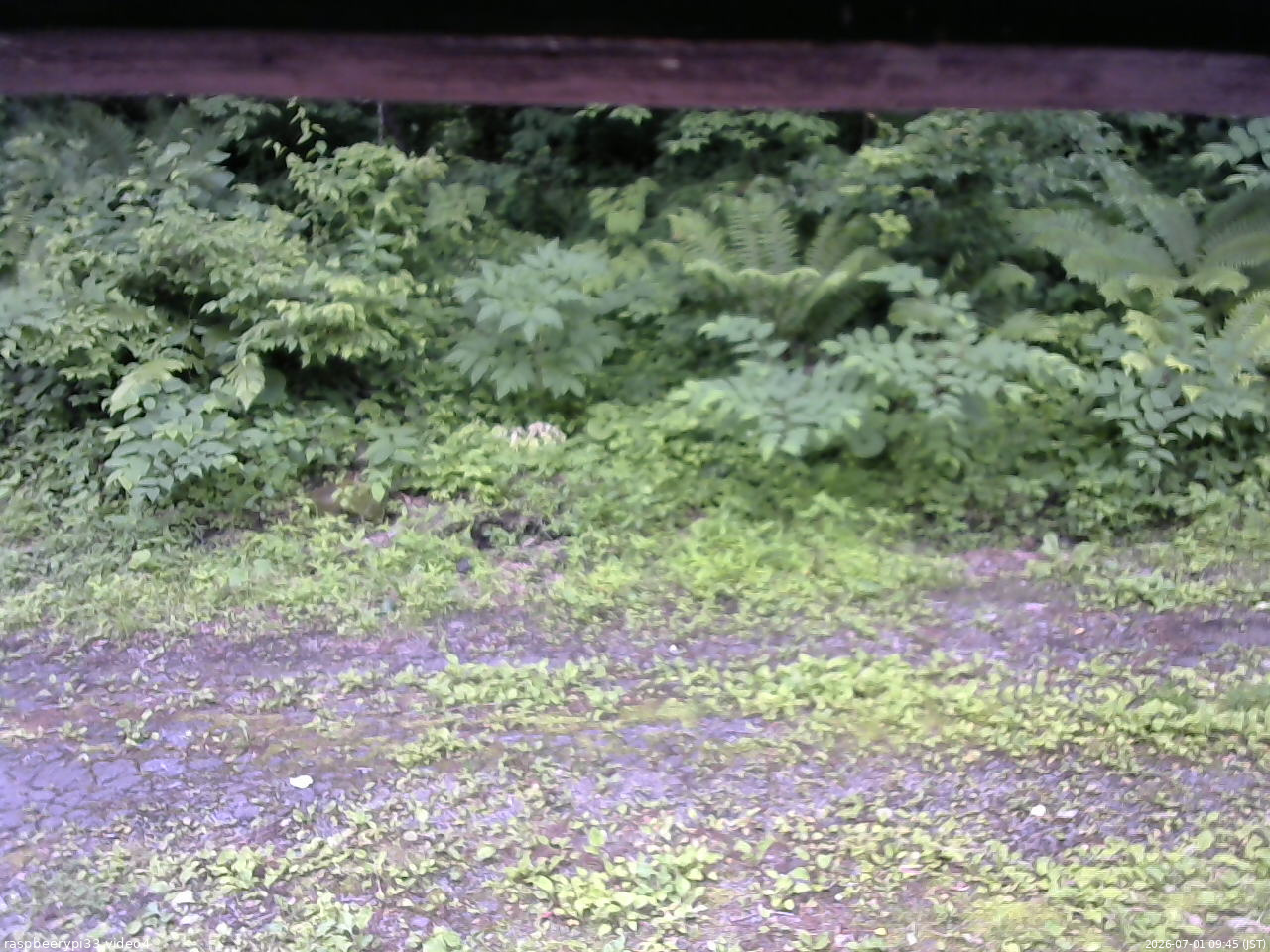 長野県菅平高原 ゆたか山荘 東側(坂下) 2026/07/01 09:45