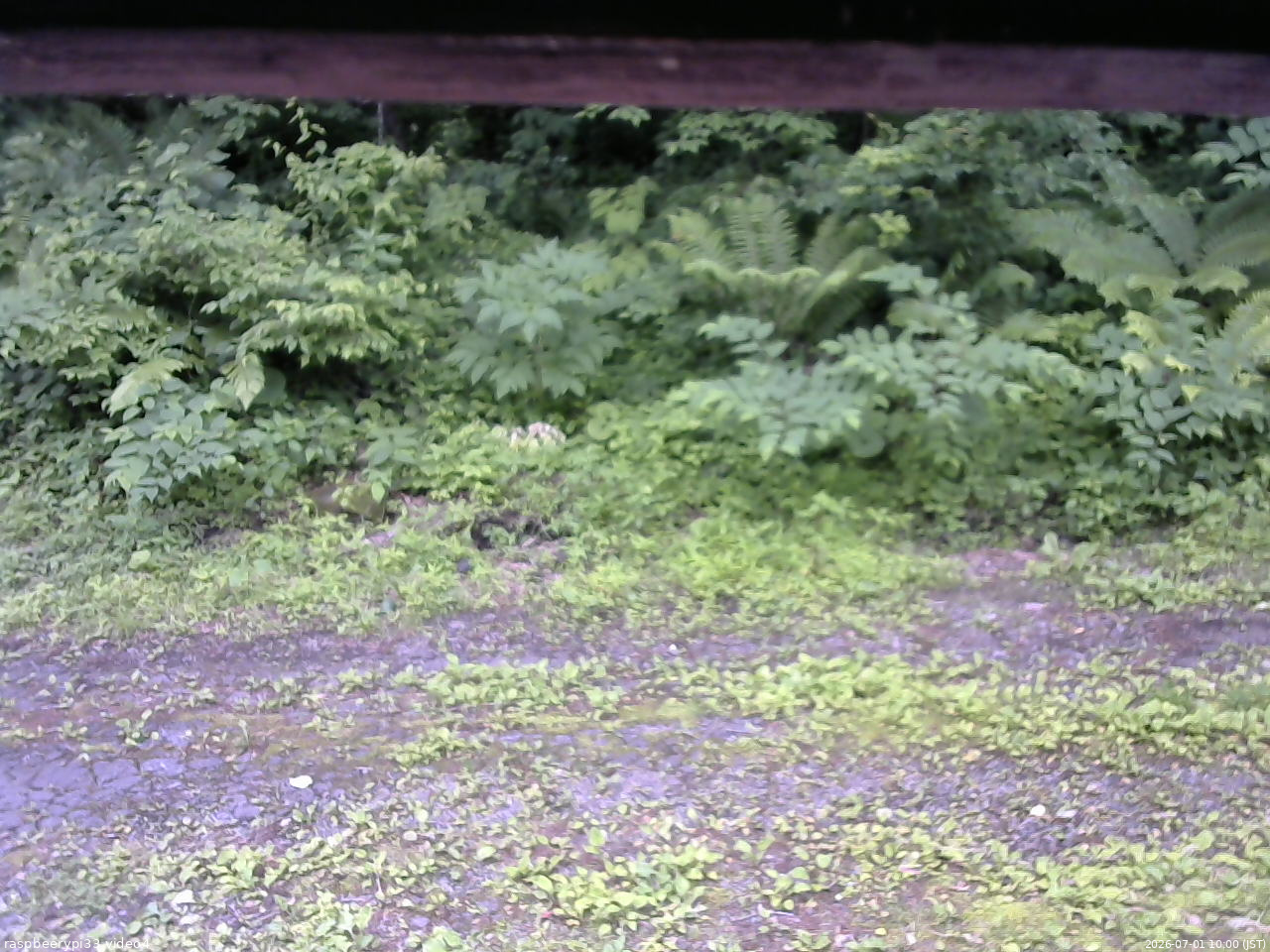 長野県菅平高原 ゆたか山荘 東側(坂下) 2026/07/01 10:00