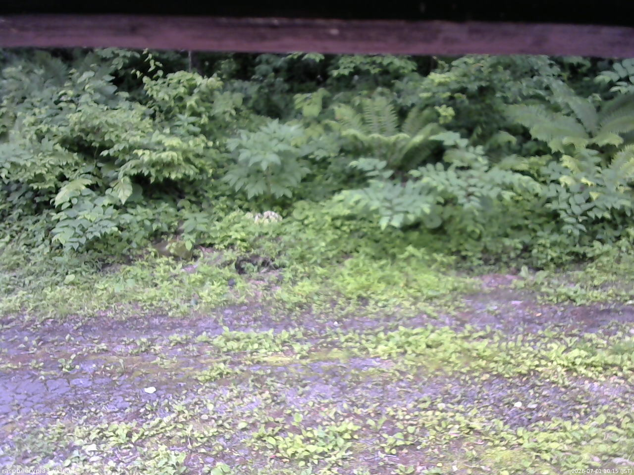 長野県菅平高原 ゆたか山荘 東側(坂下) 2026/07/01 10:15