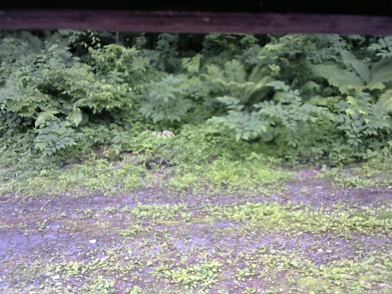 長野県菅平高原 ゆたか山荘 東側(坂下) 2026/07/01 10:30