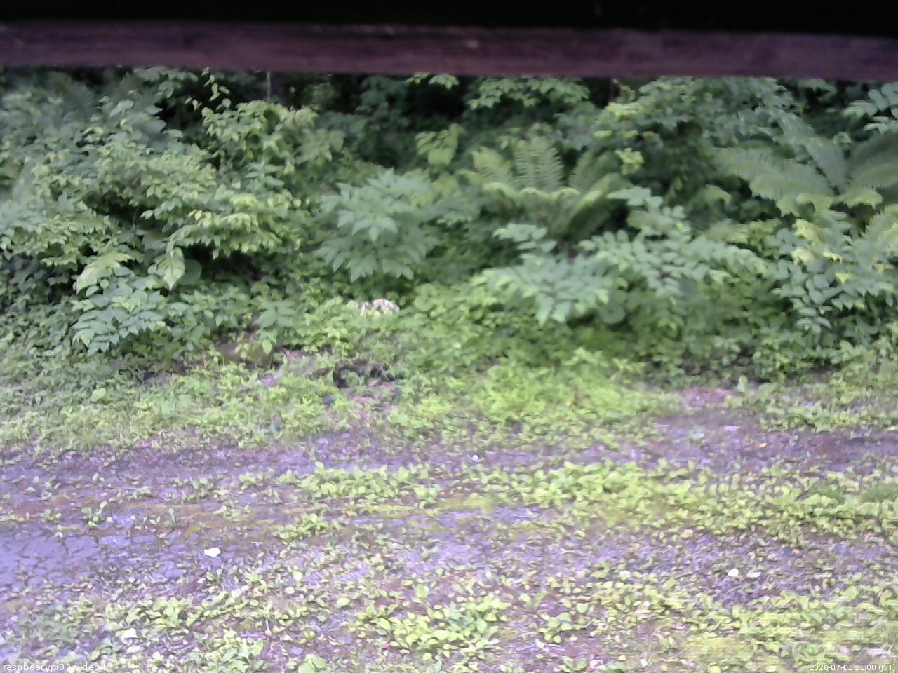 長野県菅平高原 ゆたか山荘 東側(坂下) 2026/07/01 11:00