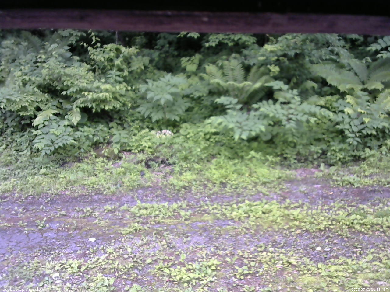 長野県菅平高原 ゆたか山荘 東側(坂下) 2026/07/01 11:15