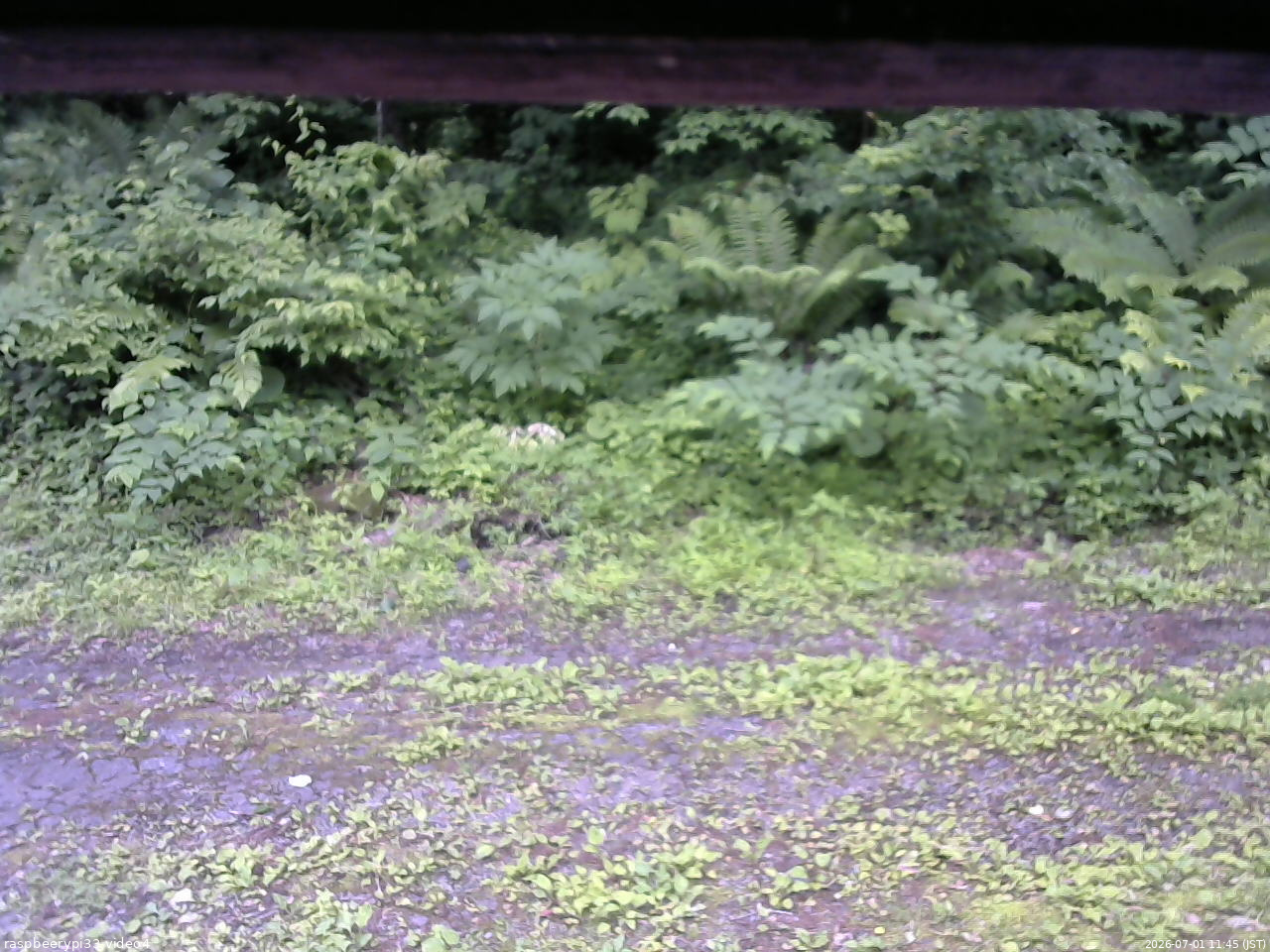 長野県菅平高原 ゆたか山荘 東側(坂下) 2026/07/01 11:45