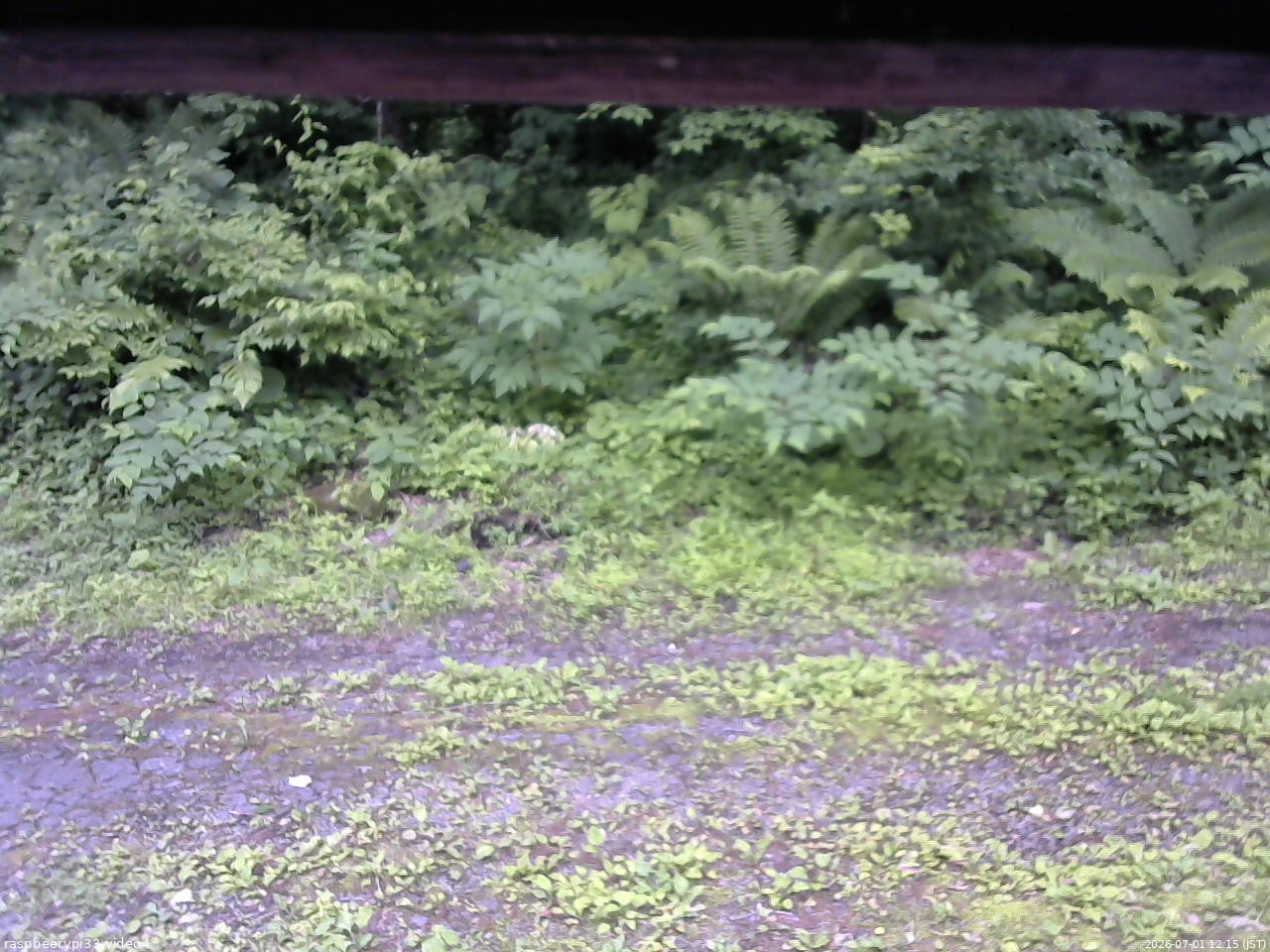 長野県菅平高原 ゆたか山荘 東側(坂下) 2026/07/01 12:15