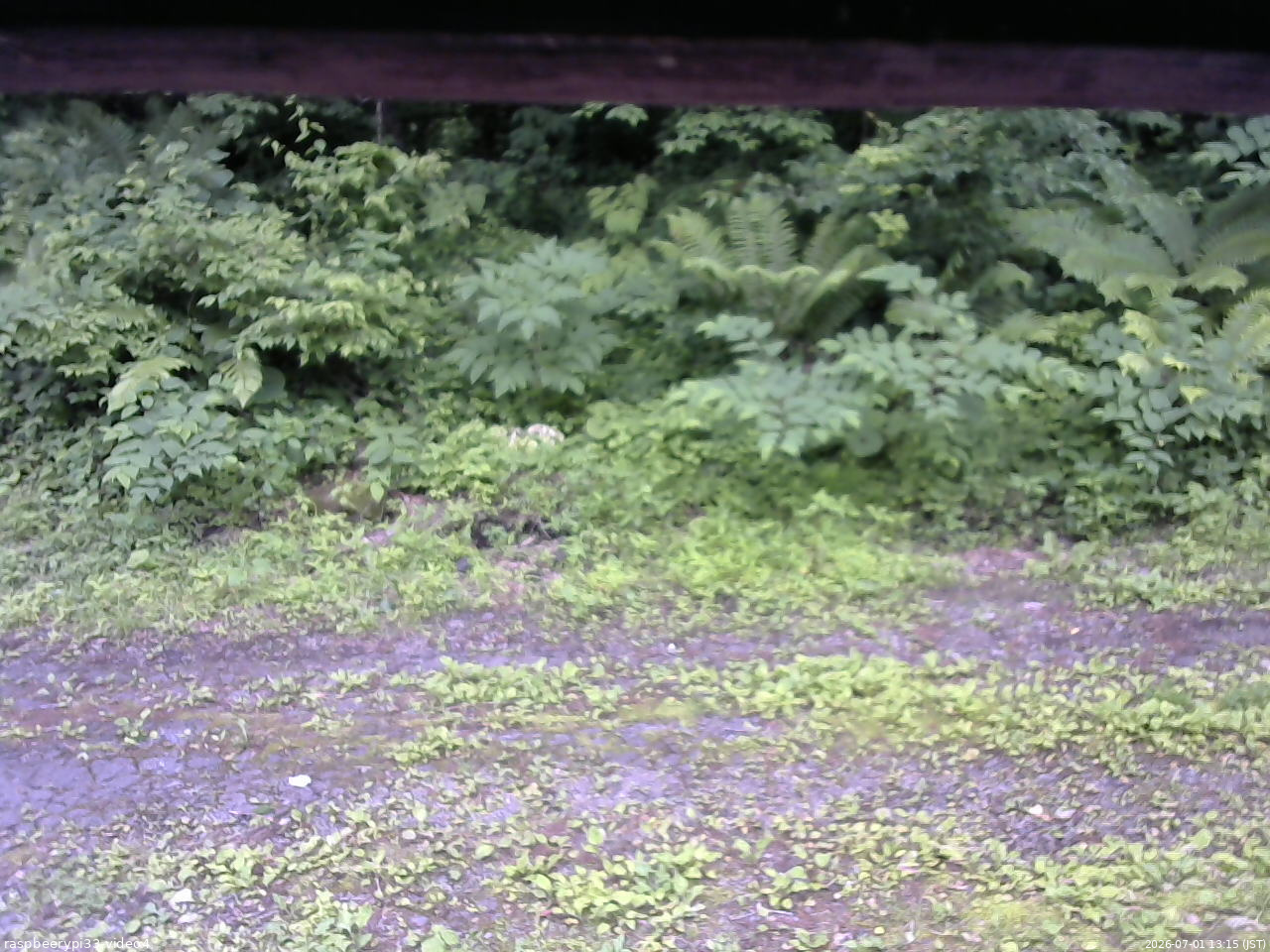 長野県菅平高原 ゆたか山荘 東側(坂下) 2026/07/01 13:15