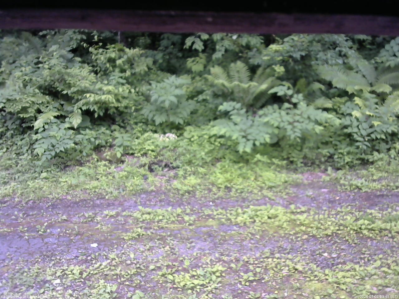 長野県菅平高原 ゆたか山荘 東側(坂下) 2026/07/01 13:45