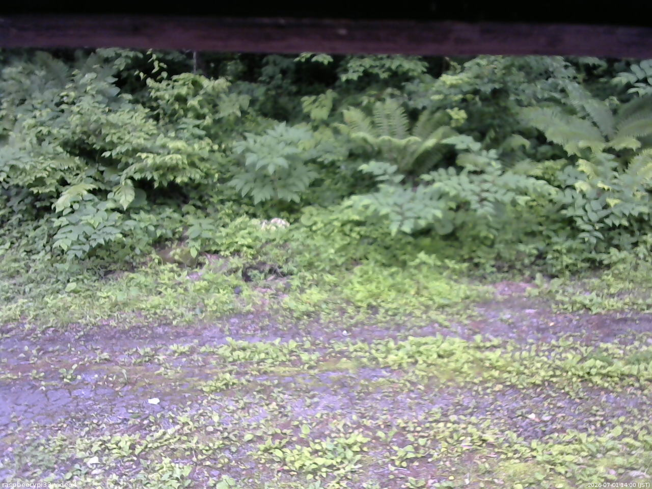 長野県菅平高原 ゆたか山荘 東側(坂下) 2026/07/01 14:00