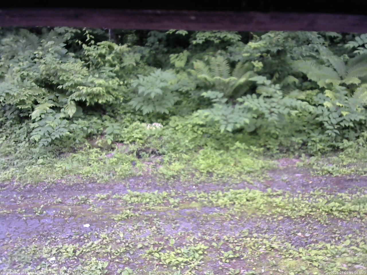 長野県菅平高原 ゆたか山荘 東側(坂下) 2026/07/01 15:00