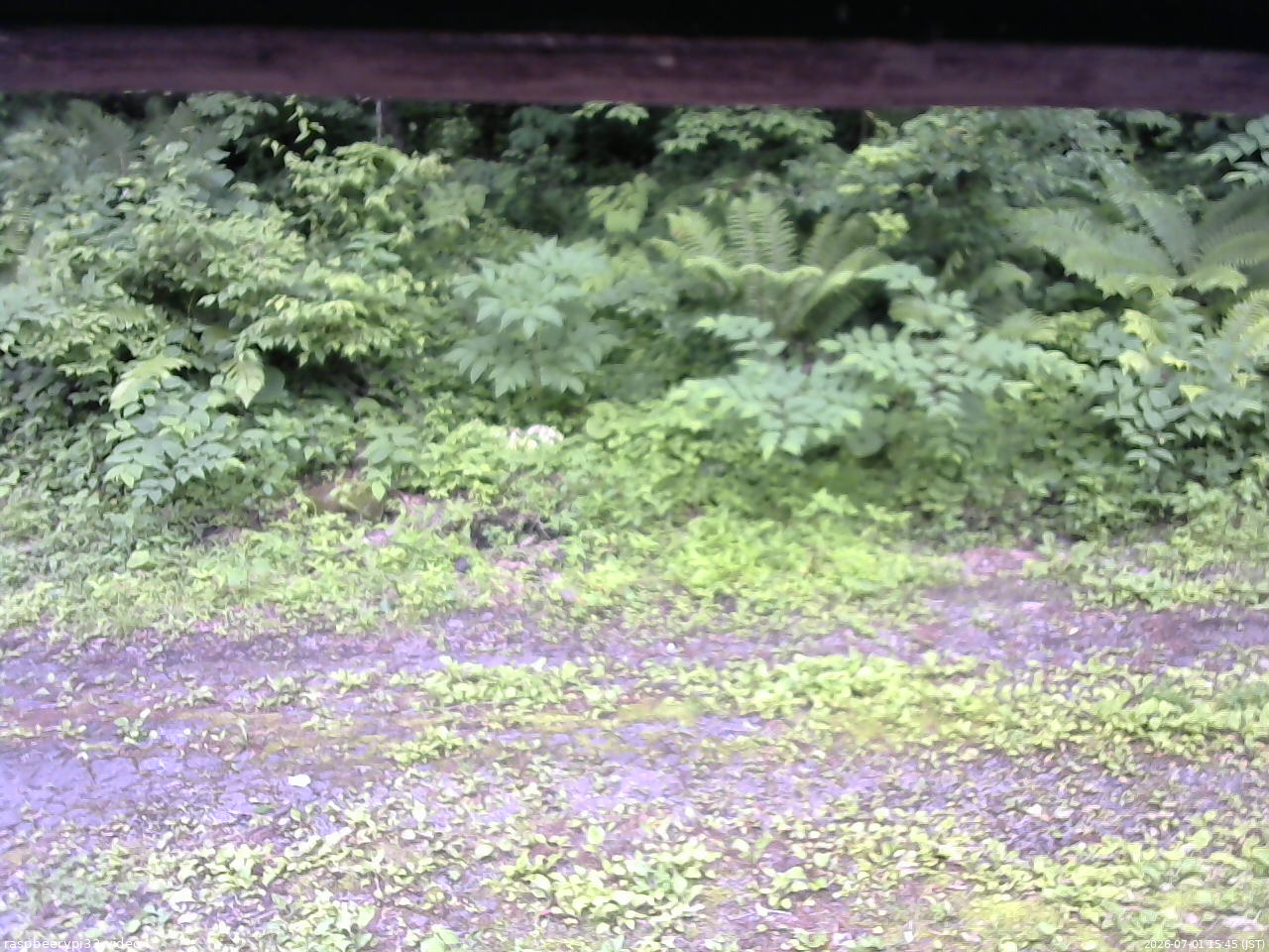 長野県菅平高原 ゆたか山荘 東側(坂下) 2026/07/01 15:45