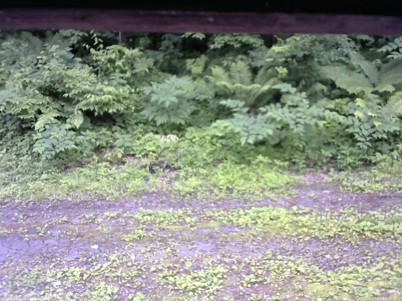 長野県菅平高原 ゆたか山荘 東側(坂下) 2026/07/01 16:00