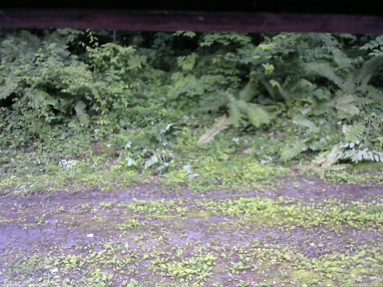 長野県菅平高原 ゆたか山荘 東側(坂下) 2026/07/01 17:15