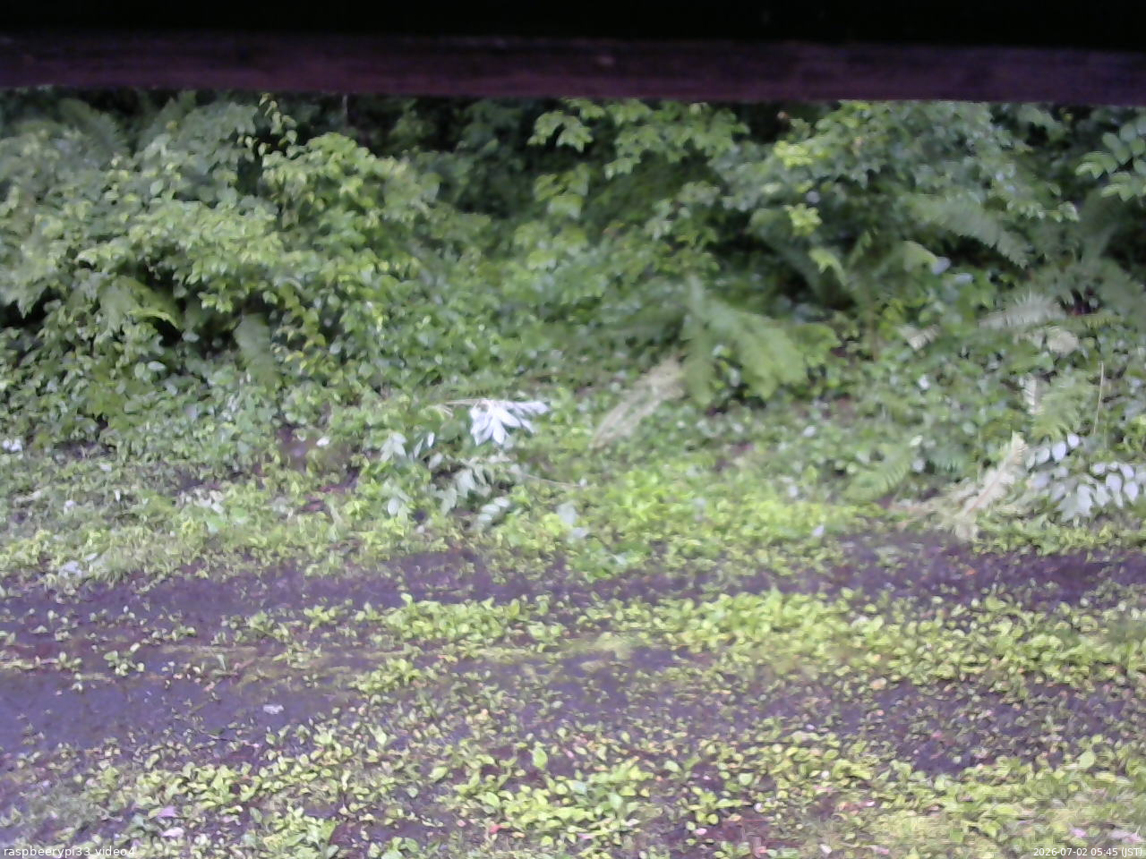 長野県菅平高原 ゆたか山荘 東側(坂下) 2026/07/02 05:45