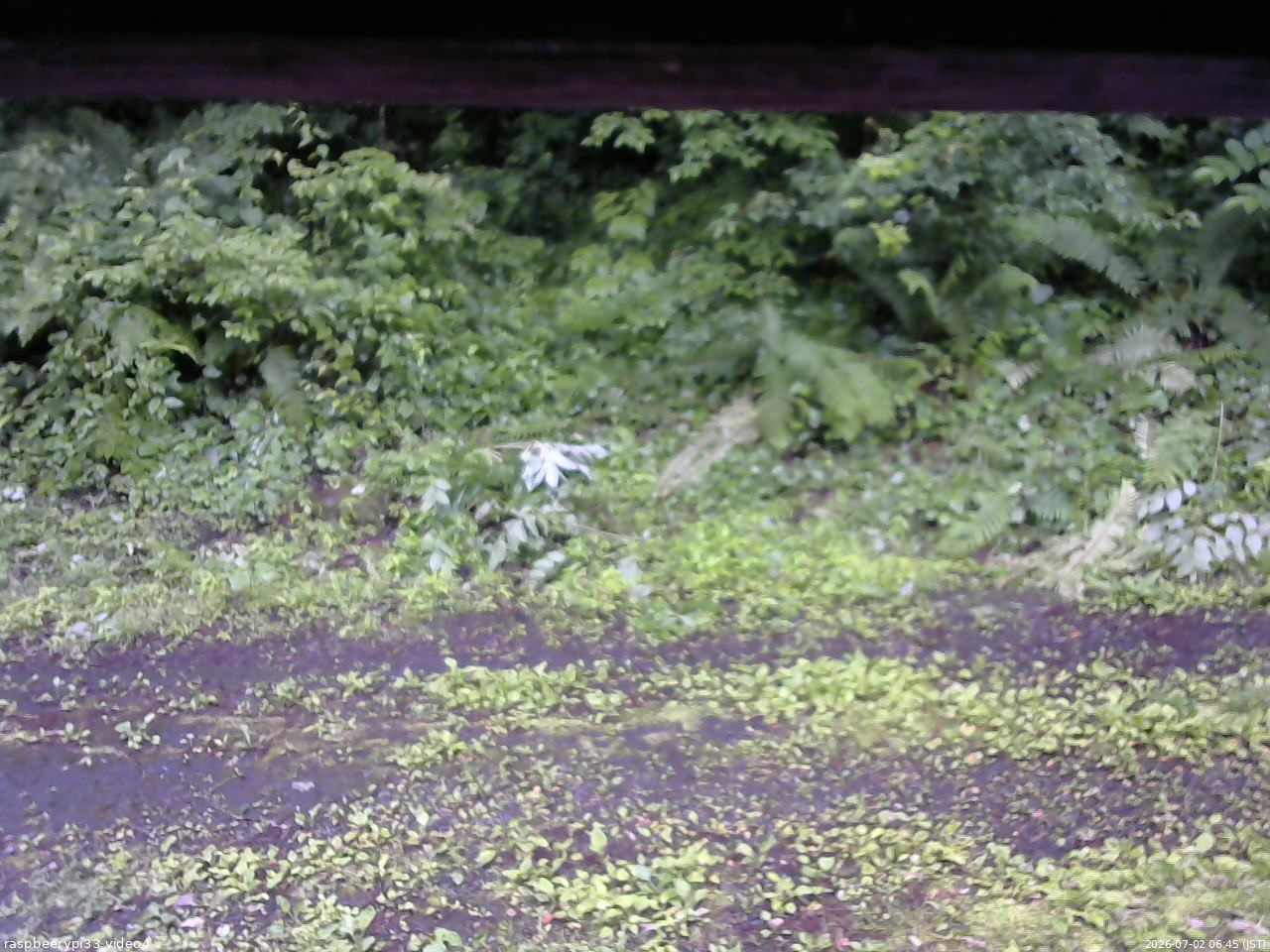 長野県菅平高原 ゆたか山荘 東側(坂下) 2026/07/02 06:45