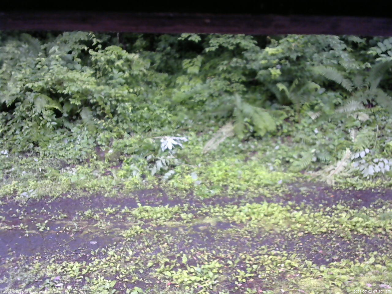 長野県菅平高原 ゆたか山荘 東側(坂下) 2026/07/02 07:30