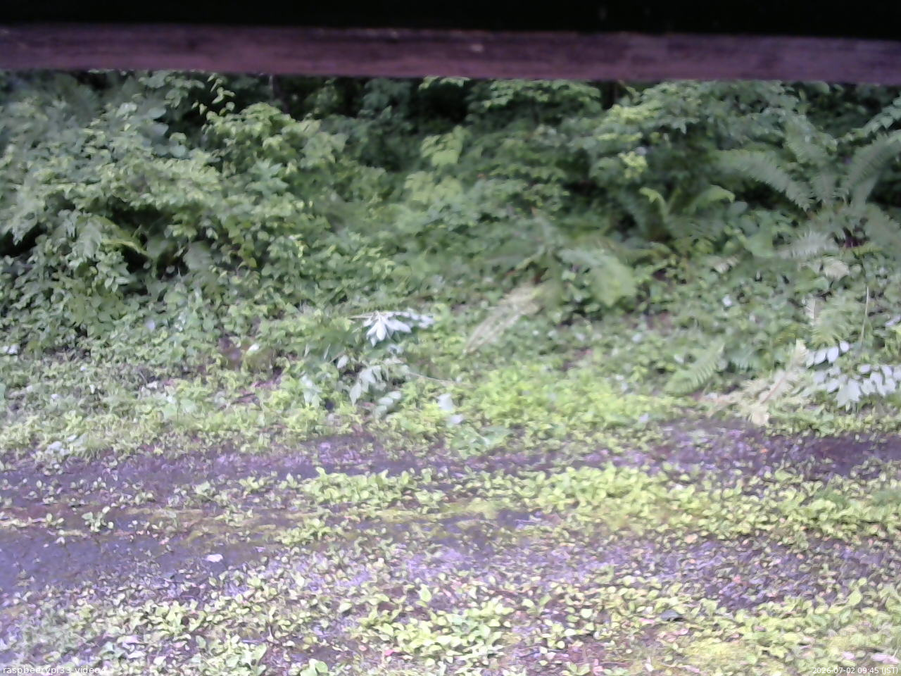 長野県菅平高原 ゆたか山荘 東側(坂下) 2026/07/02 09:45