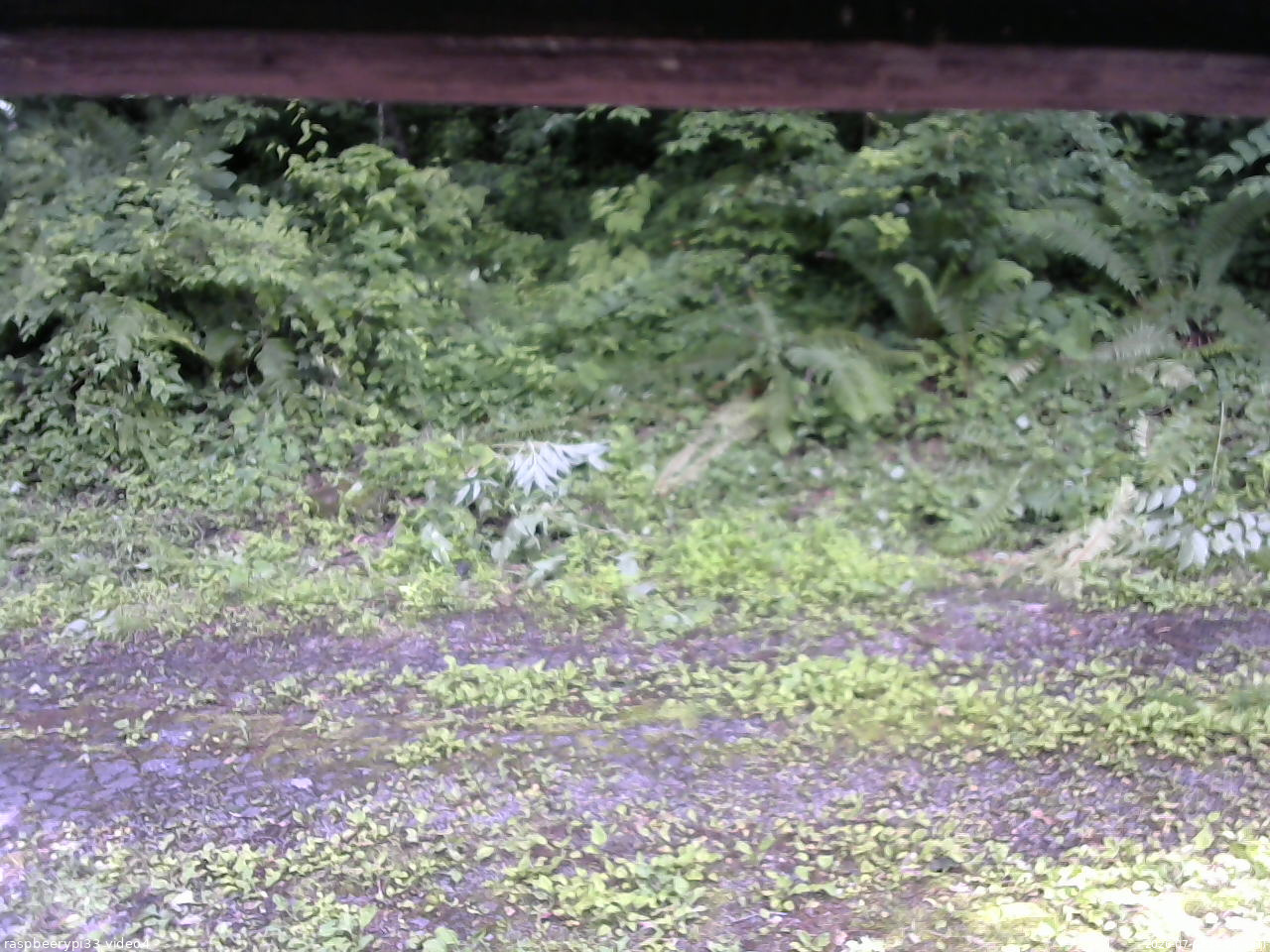 長野県菅平高原 ゆたか山荘 東側(坂下) 2026/07/02 14:00