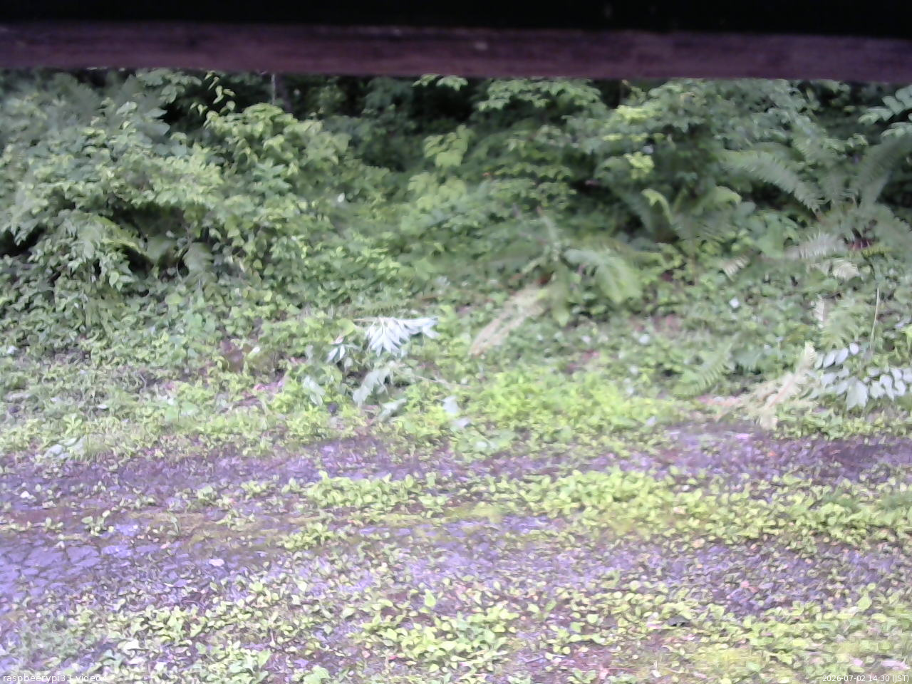 長野県菅平高原 ゆたか山荘 東側(坂下) 2026/07/02 14:30