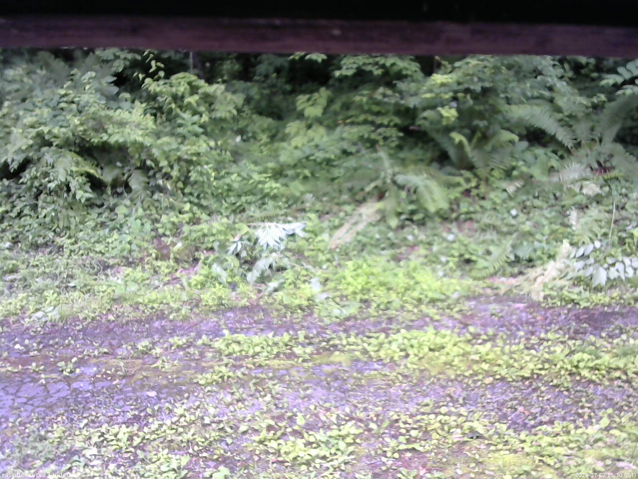 長野県菅平高原 ゆたか山荘 東側(坂下) 2026/07/02 15:30