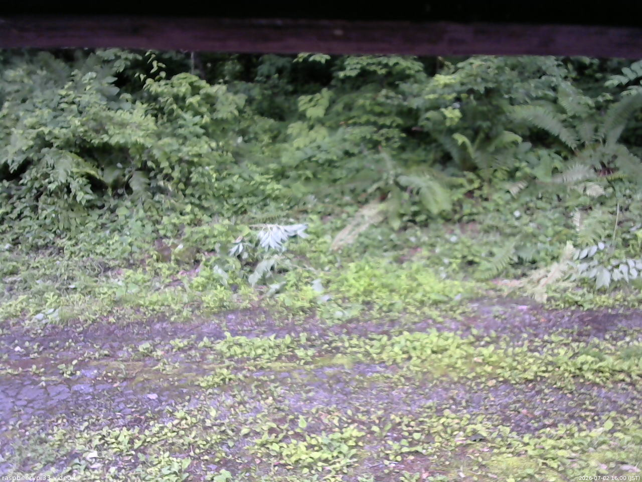 長野県菅平高原 ゆたか山荘 東側(坂下) 2026/07/02 16:00