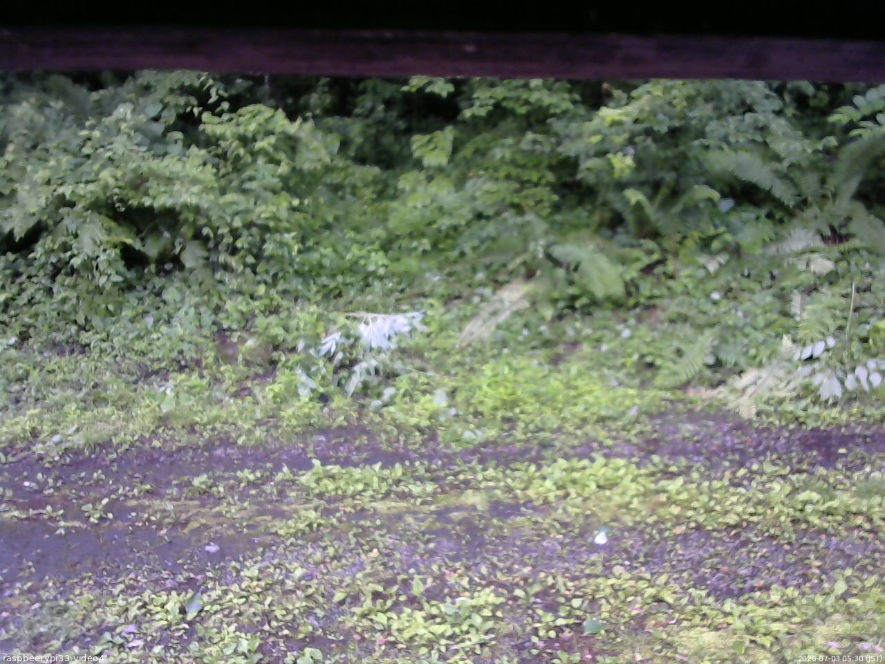 長野県菅平高原 ゆたか山荘 東側(坂下) 2026/07/03 05:30