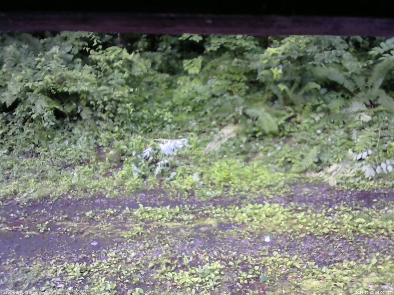 長野県菅平高原 ゆたか山荘 東側(坂下) 2026/07/03 06:00