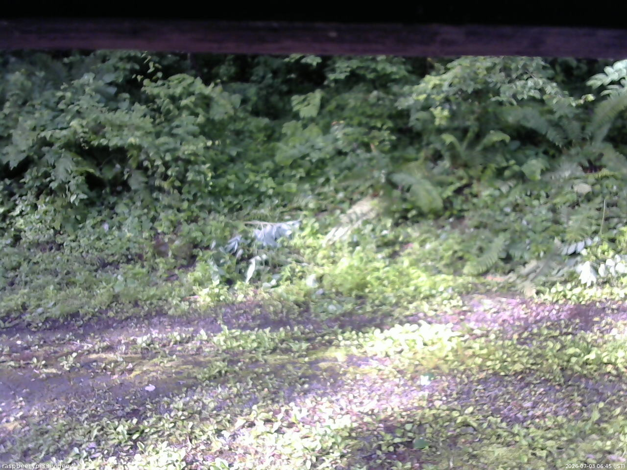 長野県菅平高原 ゆたか山荘 東側(坂下) 2026/07/03 06:45
