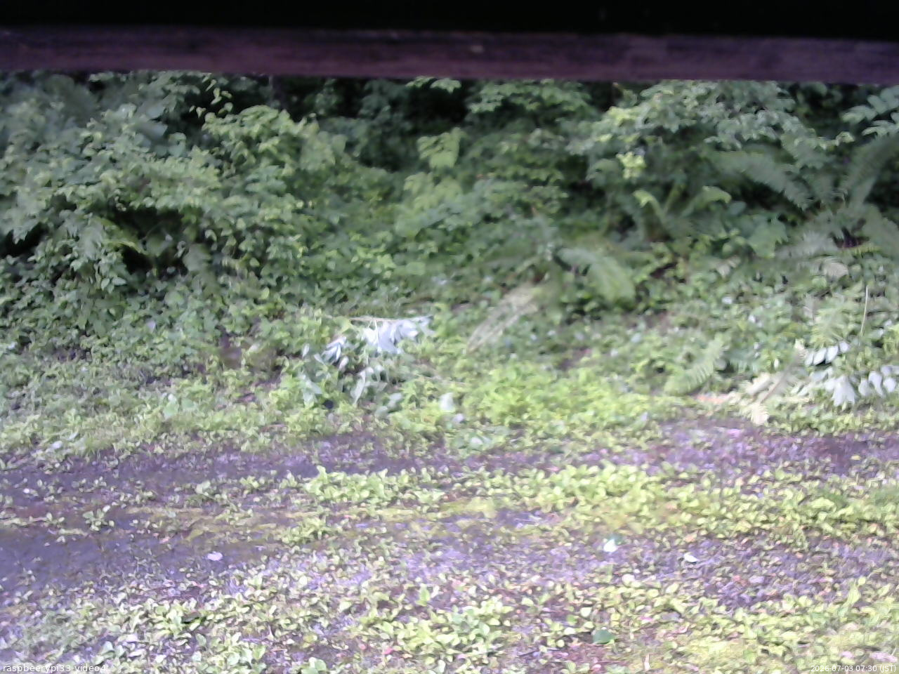 長野県菅平高原 ゆたか山荘 東側(坂下) 2026/07/03 07:30
